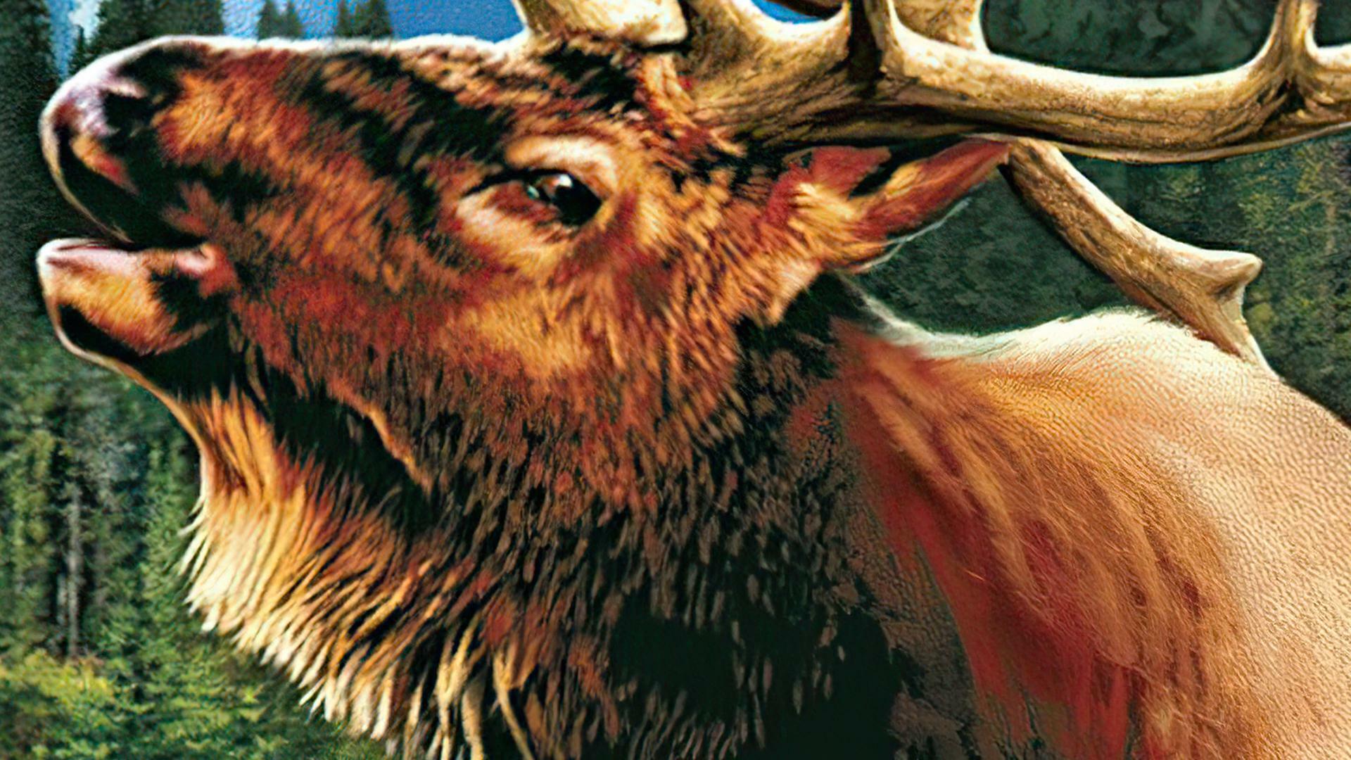 Cabela's GrandSlam Hunting: 2004 Trophies