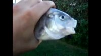 Killer Fish (zespacewaffle) screenshot, image №3737247 - RAWG