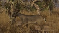 Pro Deer Hunting screenshot, image №2280375 - RAWG