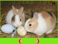 amazing rabbits for kids - free screenshot, image №1866663 - RAWG