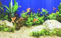 Aquarium Sim screenshot, image №977942 - RAWG
