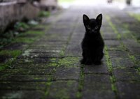 Black Cat (theonlysoph) screenshot, image №2631488 - RAWG