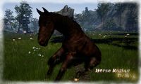 Horse Riding Deluxe screenshot, image №716044 - RAWG