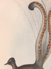 Perfect Lyre screenshot, image №2282042 - RAWG