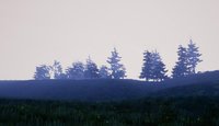 misty hills screenshot, image №2347754 - RAWG