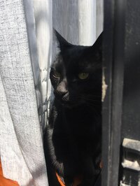 Black Cat Detective screenshot, image №2419143 - RAWG