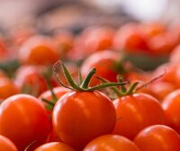 Salade de tomates cerise screenshot, image №2641328 - RAWG