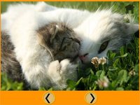 beautiful amazing cats for kids free screenshot, image №1866655 - RAWG