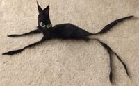 Gato Adoption Simulator screenshot, image №3225631 - RAWG