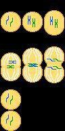 mitosis and meiosis the game screenshot, image №2641658 - RAWG