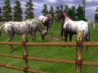 Wildlife Park 2 - Horses screenshot, image №151720 - RAWG