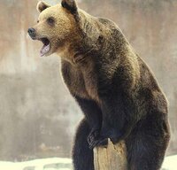 Ultimate Puzzles: Animals 2 screenshot, image №2695894 - RAWG