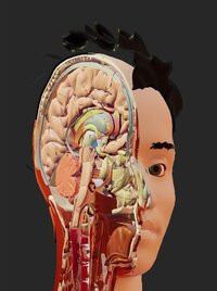 3D Anatomy Atlas screenshot, image №3131617 - RAWG