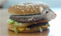 Avoid Toxic Rats screenshot, image №2827337 - RAWG
