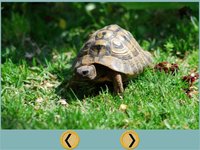 friendly turtles for kids - free screenshot, image №1866694 - RAWG