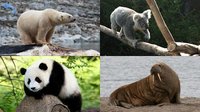 Animals for Kids, Planet Earth Animal Sounds screenshot, image №1558472 - RAWG