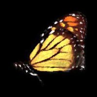 TheBeautyofTheButterfly Demo screenshot, image №1300360 - RAWG