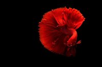 You Are A Fish screenshot, image №2327178 - RAWG