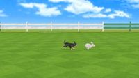 Derby Dogs screenshot, image №256057 - RAWG