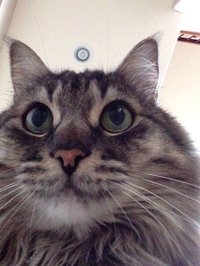 Cat Selfie screenshot, image №925934 - RAWG