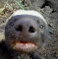 Badger Battles screenshot, image №3769737 - RAWG