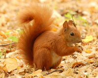 Squirrel Simulator (itch) screenshot, image №3646450 - RAWG