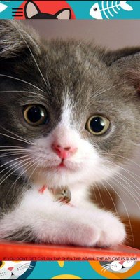 TapToCat screenshot, image №1730400 - RAWG