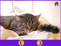 cats for small kids - free screenshot, image №1866758 - RAWG