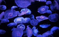 Underwater Perils by Presley Hoyl screenshot, image №2254957 - RAWG