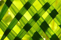 Leaves of Grass screenshot, image №2791111 - RAWG