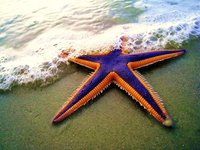 Starfish Level 1 Build 2 screenshot, image №1856535 - RAWG