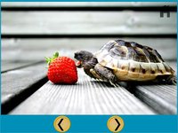 turtles of my kids - free screenshot, image №1669731 - RAWG