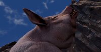 Big Pig screenshot, image №4077535 - RAWG