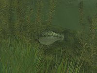 Rapala Pro Fishing screenshot, image №410203 - RAWG