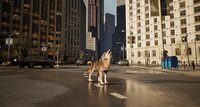 WOLF IN THE CITY screenshot, image №3990441 - RAWG