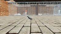 Raven Simulator screenshot, image №3975144 - RAWG