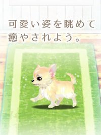 My Dog Life -Chihuahua Edition screenshot, image №1662288 - RAWG