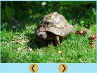 amazing turtles for kids - free screenshot, image №1866753 - RAWG