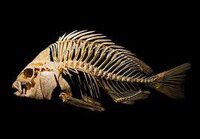 Skeleton Fish screenshot, image №2807338 - RAWG