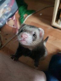ferret screenshot, image №2685757 - RAWG