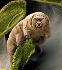 The Tardigang (A game by C. Moy and Y. He) screenshot, image №1246487 - RAWG