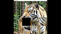 hgmGame-tiger screenshot, image №4224064 - RAWG