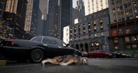 WOLF IN THE CITY screenshot, image №3990442 - RAWG