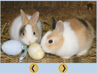 lovely rabbits for kids - free screenshot, image №1739567 - RAWG