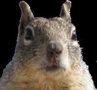 Squirrel Game 3 screenshot, image №2533614 - RAWG