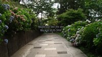 Days Of The Hydrangea Path screenshot, image №1068634 - RAWG