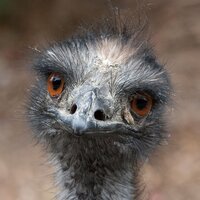 Attack Of The Emus (The Great Emu War) screenshot, image №3185679 - RAWG
