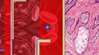 Viral Quest screenshot, image №2252014 - RAWG