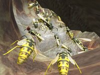 Wasp Nest Simulator 3D screenshot, image №936105 - RAWG