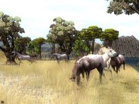 Wildlife Park 2 - Horses screenshot, image №151721 - RAWG